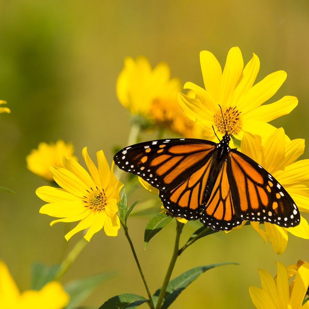 Meet your Posher, Joan